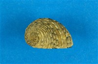 藏品(虛線蜑螺)的圖片